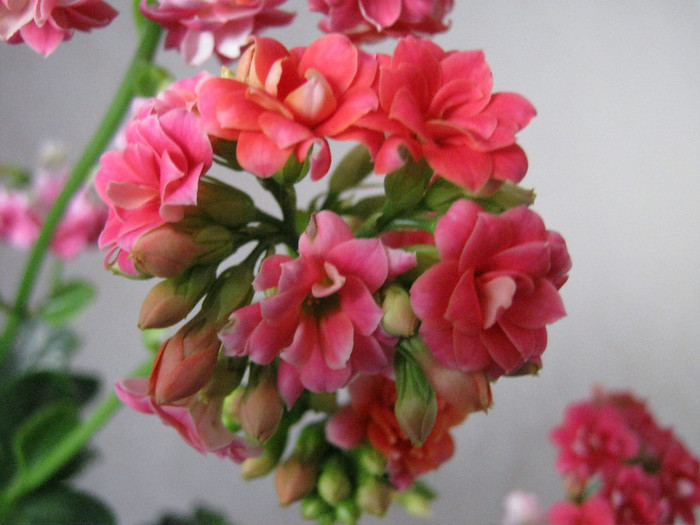 IMG_4960 - KALANCHOE