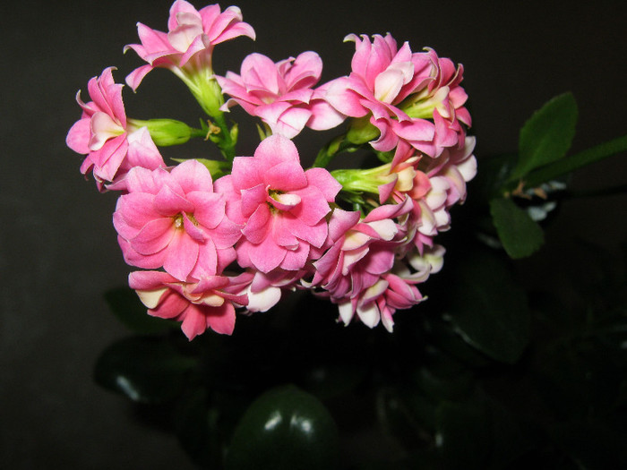 IMG_4961 - KALANCHOE
