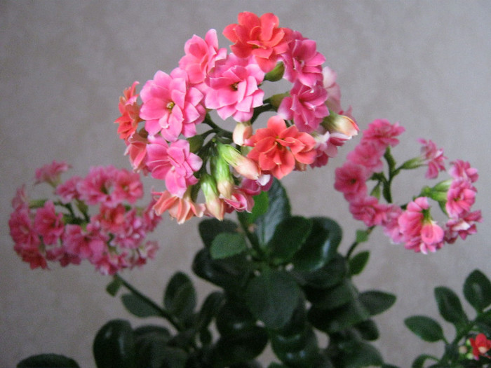 IMG_4963 - KALANCHOE