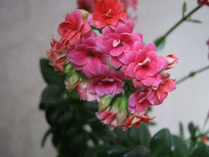 IMG_4964 - KALANCHOE