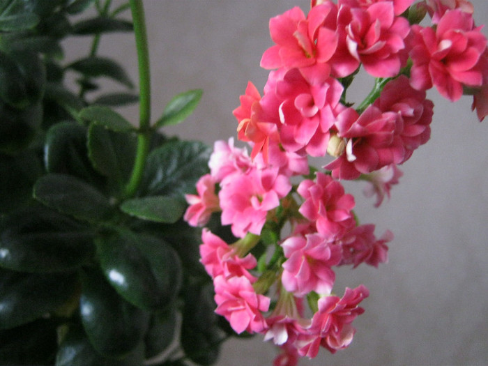 IMG_4965 - KALANCHOE