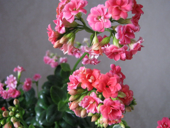 IMG_4966 - KALANCHOE