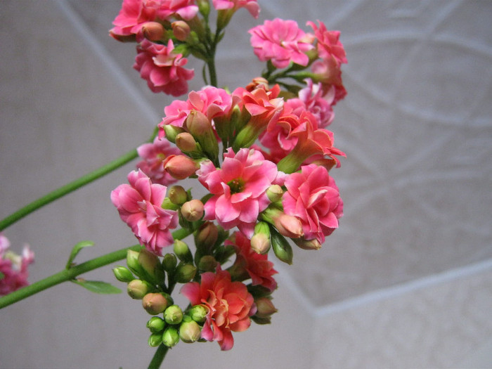 IMG_4970 - KALANCHOE