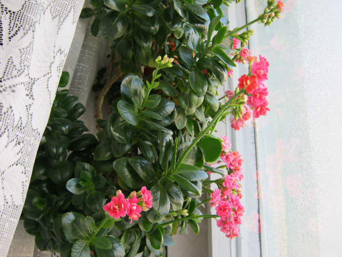 IMG_5034 - KALANCHOE