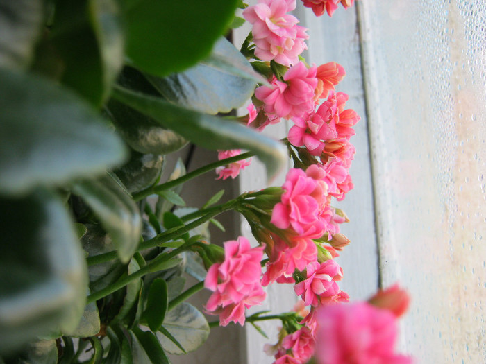 IMG_5036 - KALANCHOE