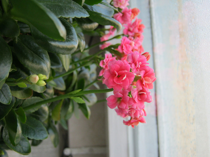 IMG_5037 - KALANCHOE