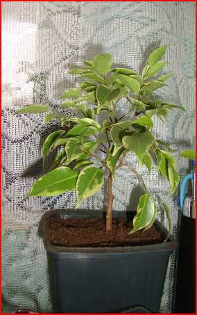 Ficus benjamina starlight - Ficus