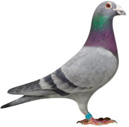 NL05-2110203-Inteelt Flits_9304