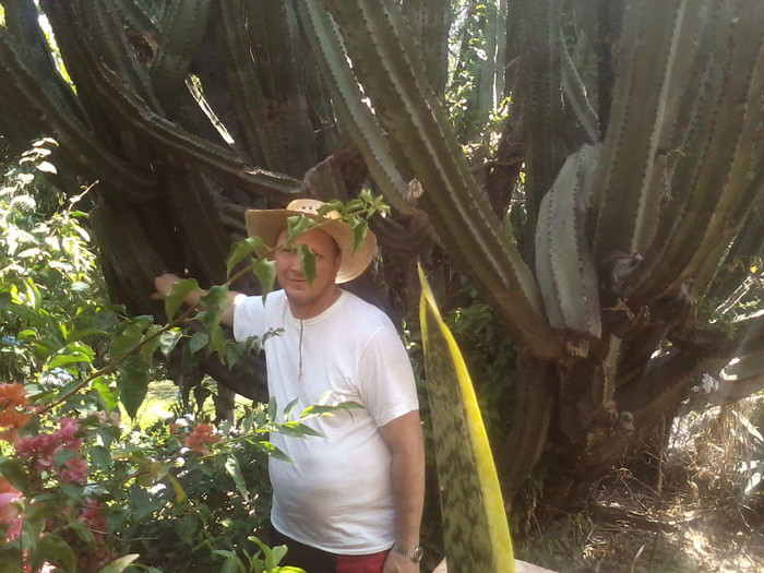 ACATLAN  DE JUAREZ 2012 MEXIC - cactusii mei