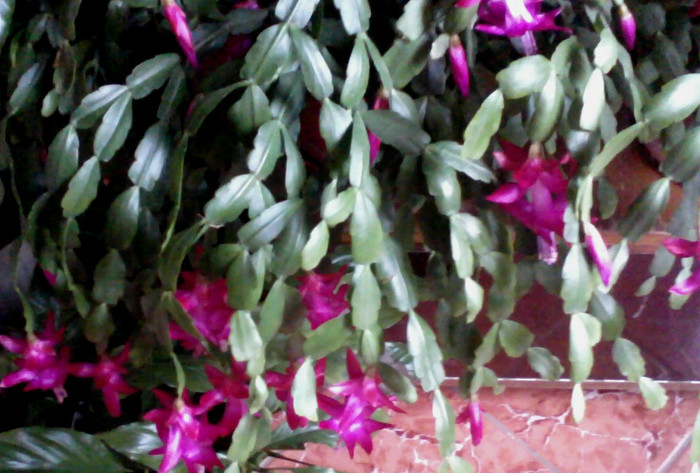 craciunita - Florile mele