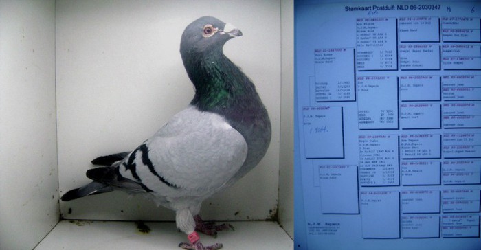 NLD - 06 - 2030347 M