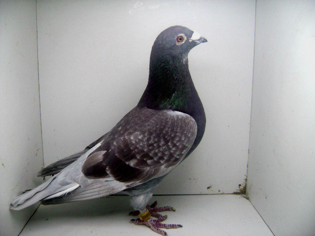 NLD - 09 - 1006938 M; FRATE DE CUIB CU 937  09 parinti lor au fost dati cu 80000 euro
