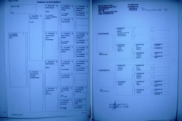 PEDIGREU TATA   MAMA   937 - 938