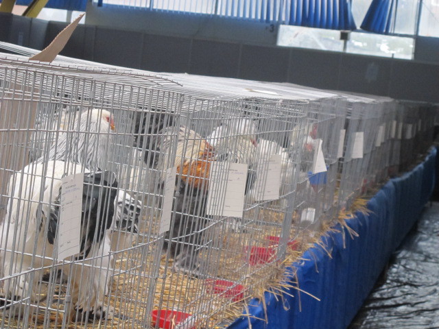  - EXPOZITIA NATIONALA CLUJ NAPOCA din 17-20 ianuarie 2013