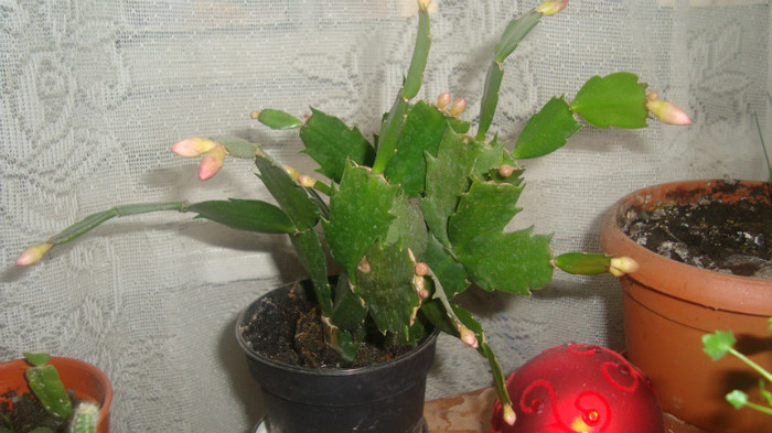 3.1 - Cactusi de Craciun