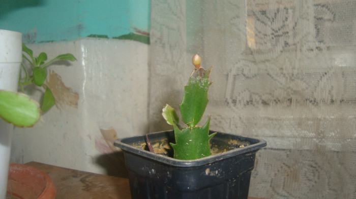 4.1 - Cactusi de Craciun