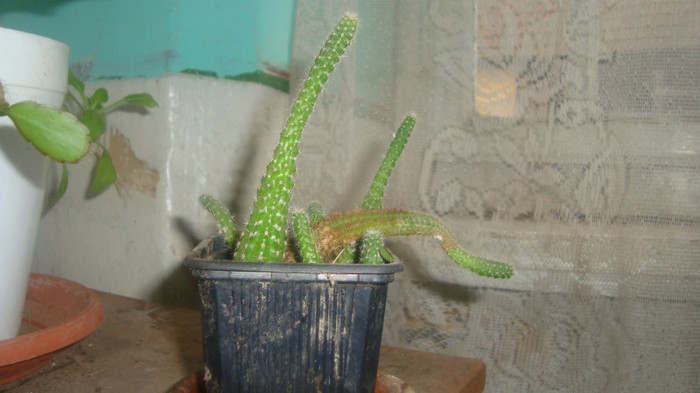 1.2 - Cactusi diversi