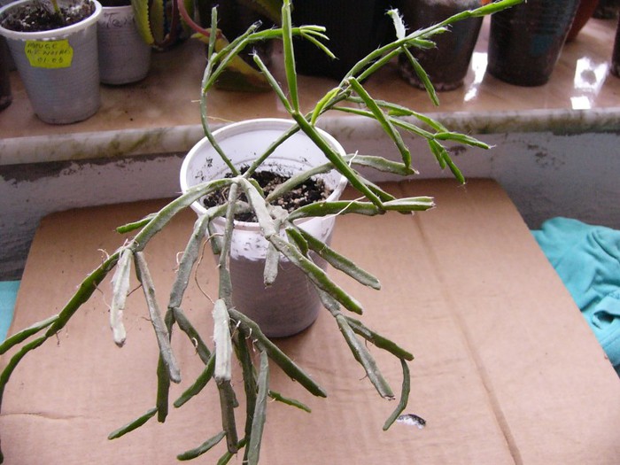 Rhipsalis - Cactusi