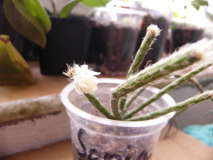 Rhipsalis - Cactusi