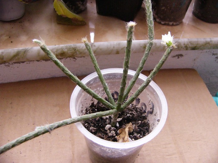 Rhipsalis - Cactusi