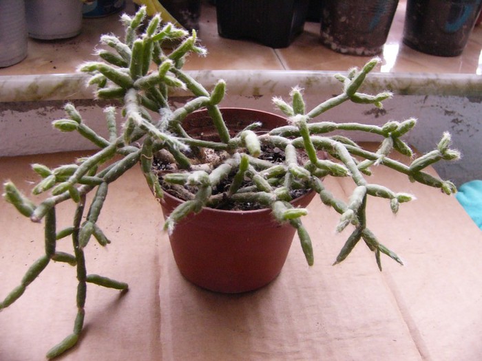 Rhipsalis - Cactusi