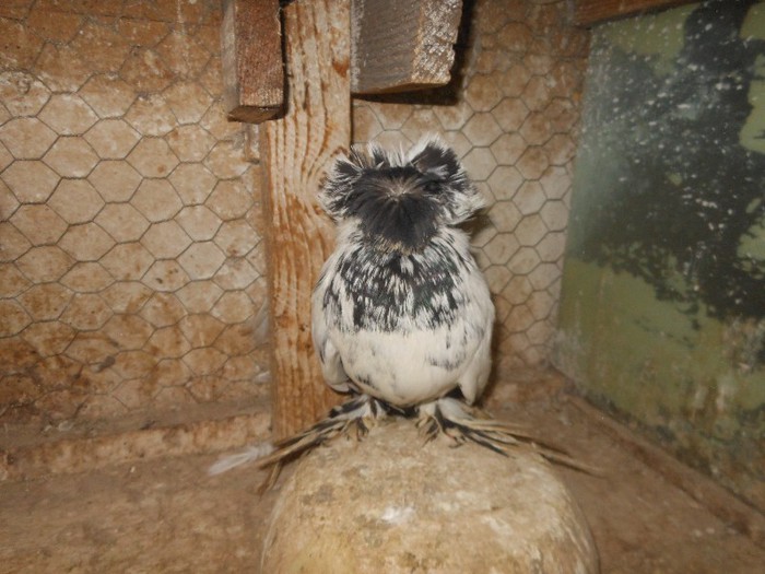 de vanzare-150 ron - tobosari de buhara