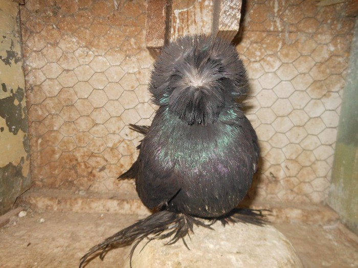 de vanzare-150 ron - tobosari de buhara