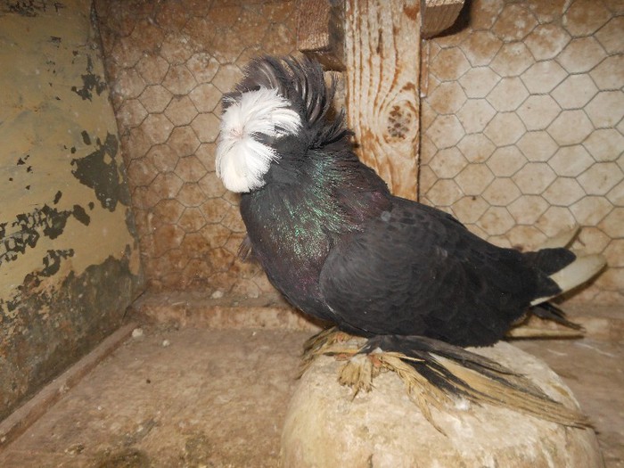 de vanzare-180 ron - tobosari de buhara