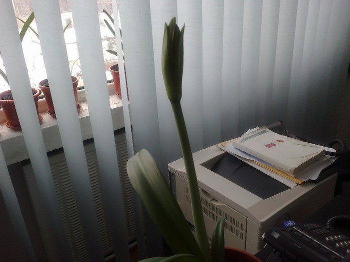 21012013691; Amaryllis portocaliu, un harnicut, 2 tije florale si un pui
