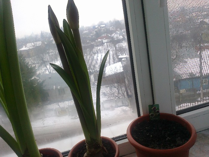 21012013695 - 2013 Amaryllis