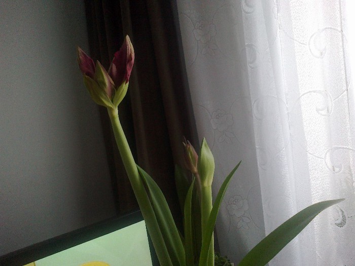 22012013700 - 2013 Amaryllis