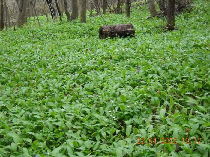 DSCN0056 - LEURDA VIATA MEA