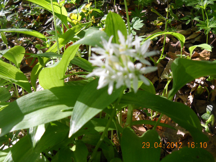 DSCN0093 - LEURDA VIATA MEA