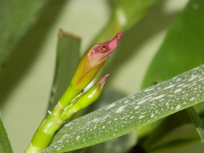 DSCN1546 - Cattleya