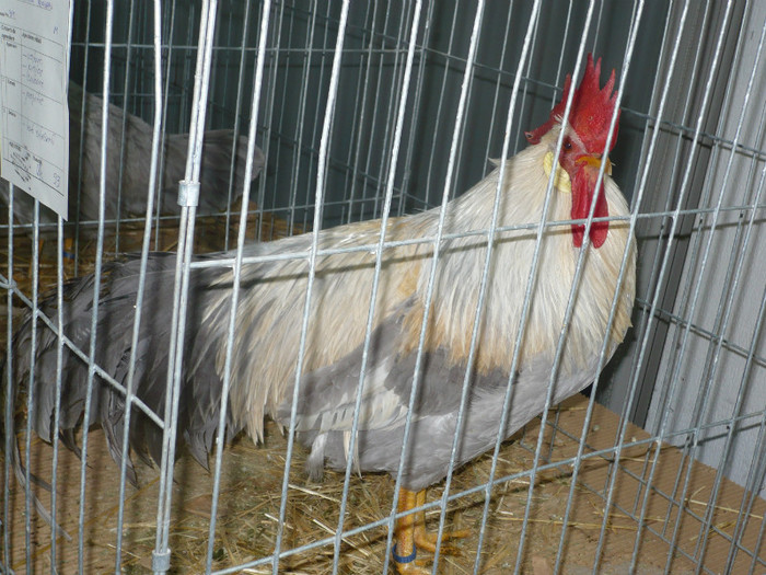 P1020593