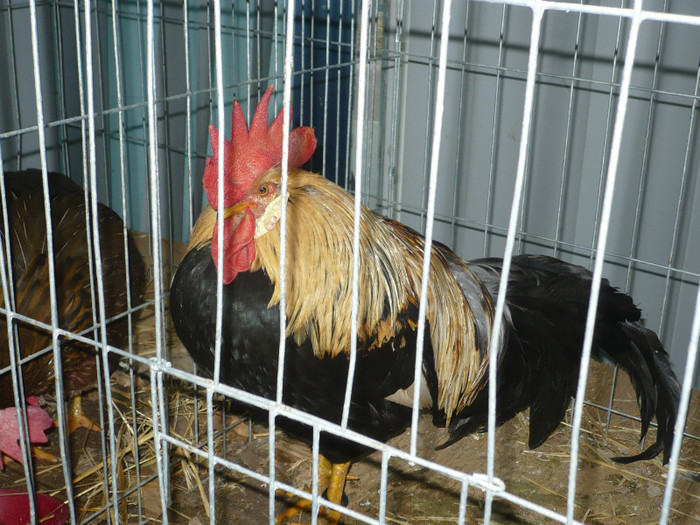 P1020596
