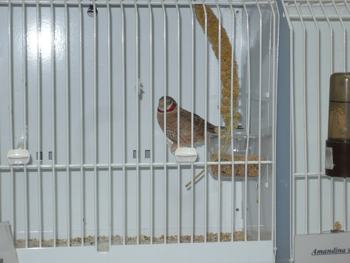 P1020619