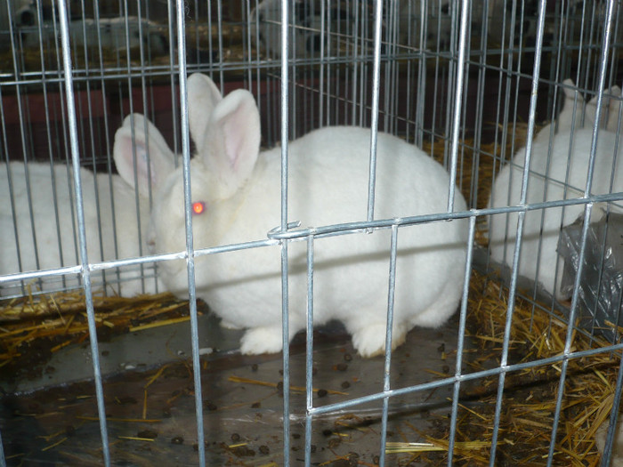P1020659