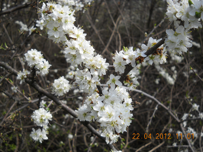 DSCN0071 - LEURDA VIATA MEA