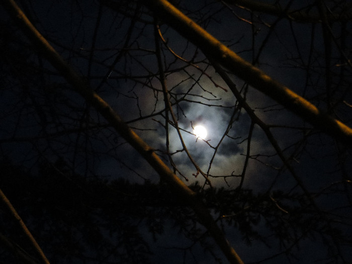 IMG_0095 - IANUARIE-TODI