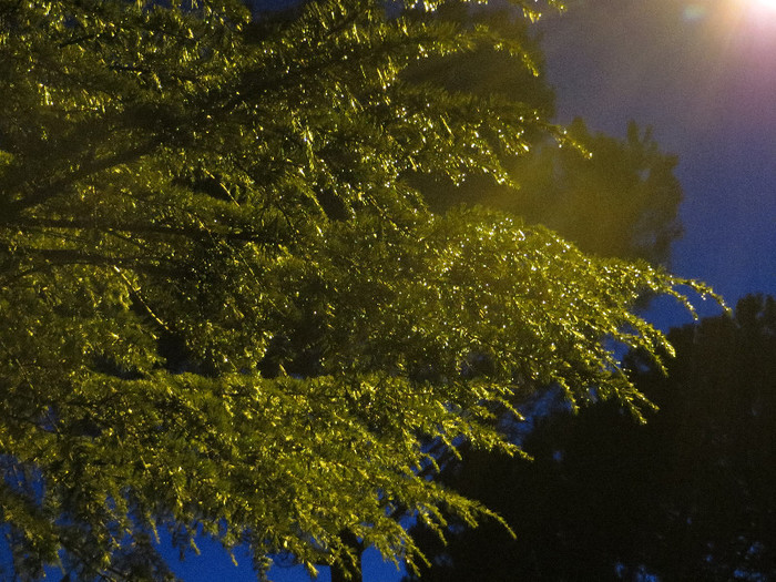 IMG_0100 - IANUARIE-TODI