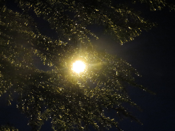 IMG_0101 - IANUARIE-TODI