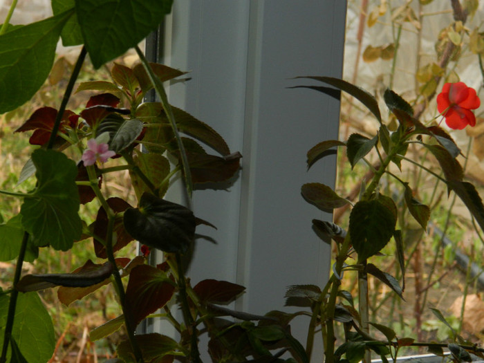 DSCN4305 ianuarie 19