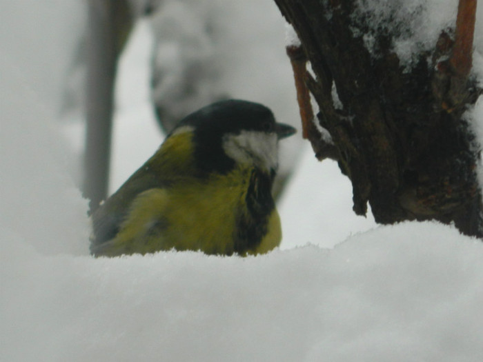 DSCN4342 - IANUARIE 2013
