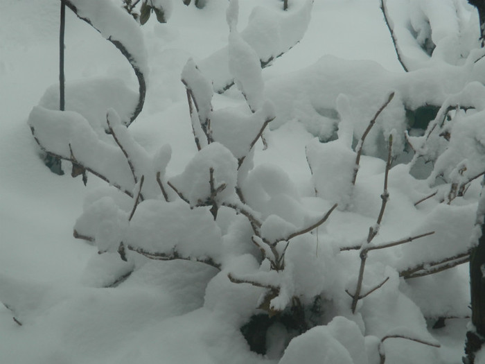 DSCN4369 - IANUARIE 2013