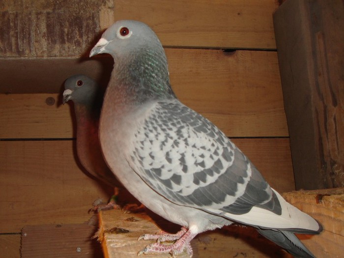 locul 3 fond judet nepoata 99 - Porumbei arhiva