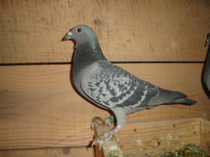 fiica boxa 16 - lot zbor