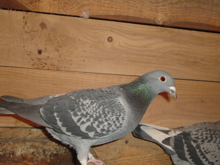 fiica boxa 16 - lot zbor