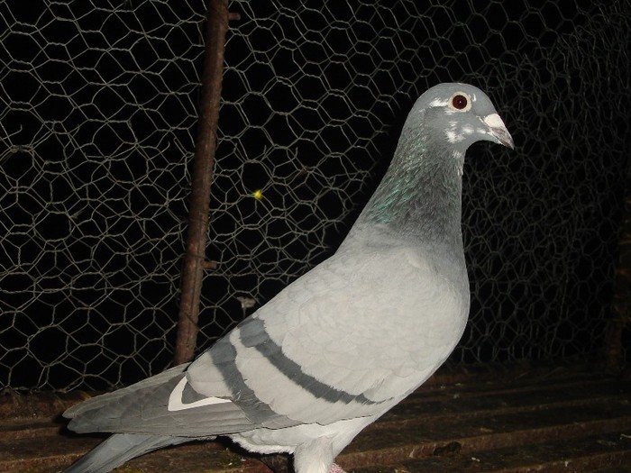 vanbruene stichelbaut - Porumbei arhiva