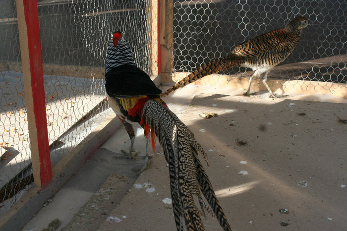 Expo Pas Suceava 2013